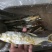 野钓翘嘴鱼干，红尾鱼干
