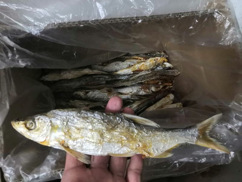野钓翘嘴鱼干，红尾鱼干