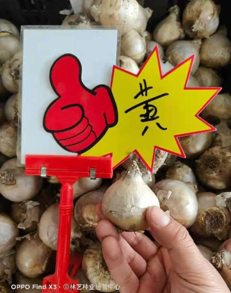 多色风信子种球水培四季懒人花卉室内土培盆栽植物苗进口种子