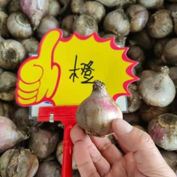多色风信子种球水培四季懒人花卉室内土培盆栽植物苗进口种子