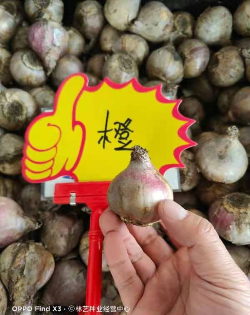 多色风信子种球水培四季懒人花卉室内土培盆栽植物苗进口种子