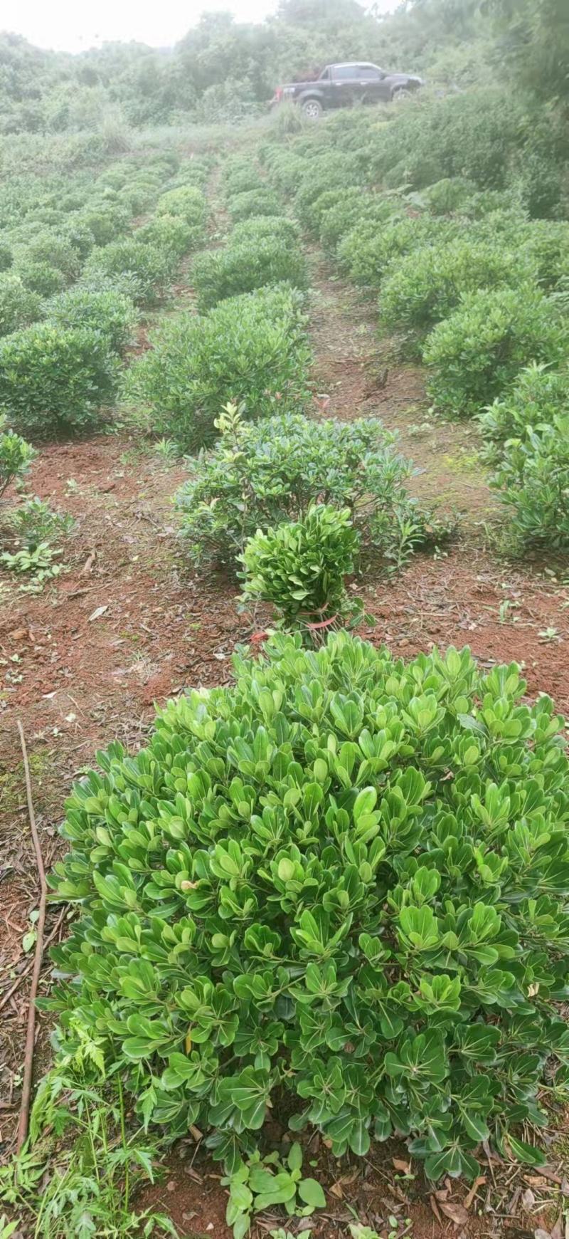 海桐球
