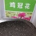 鸡冠花种子四季种易活冠状鸡冠花种子羽状鸡冠花庭院室外花籽