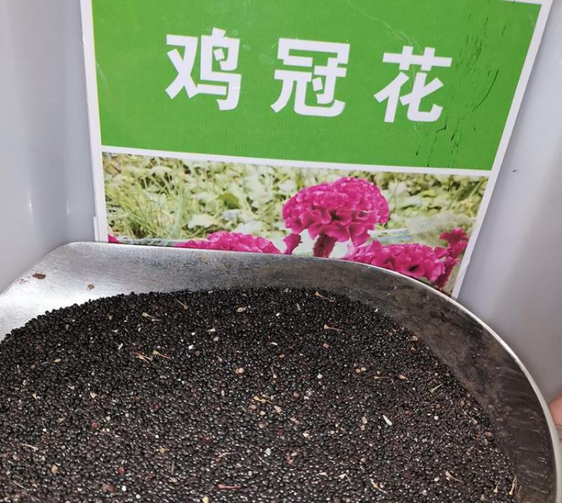 鸡冠花种子四季种易活冠状鸡冠花种子羽状鸡冠花庭院室外花籽