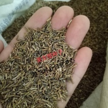 美女樱种子美人樱四季种易活开花不断家庭阳台盆栽庭院观赏花