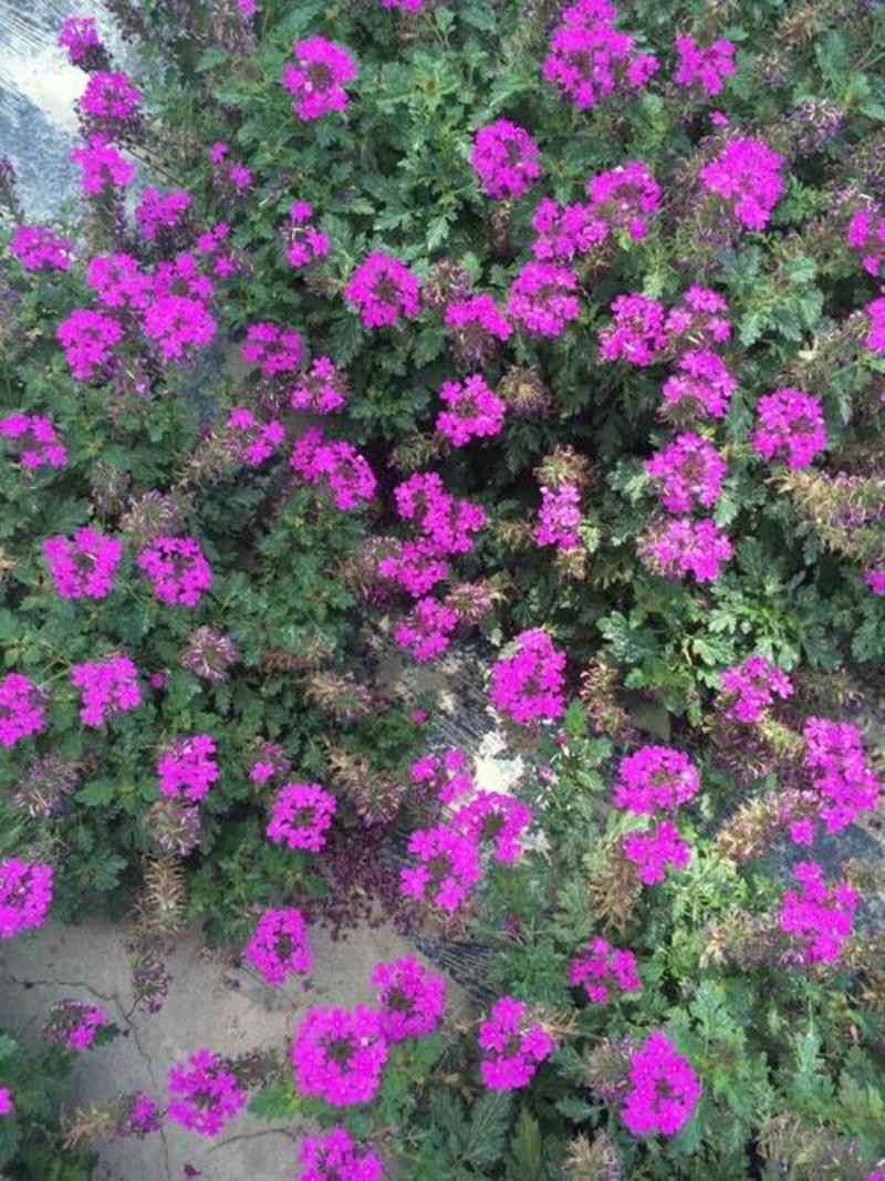 美女樱种子美人樱四季种易活开花不断家庭阳台盆栽庭院观赏花