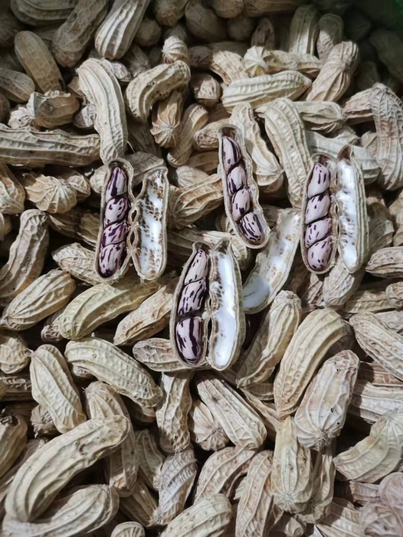 【七彩花生】基地种植，产地直发，云南土货，原生态。