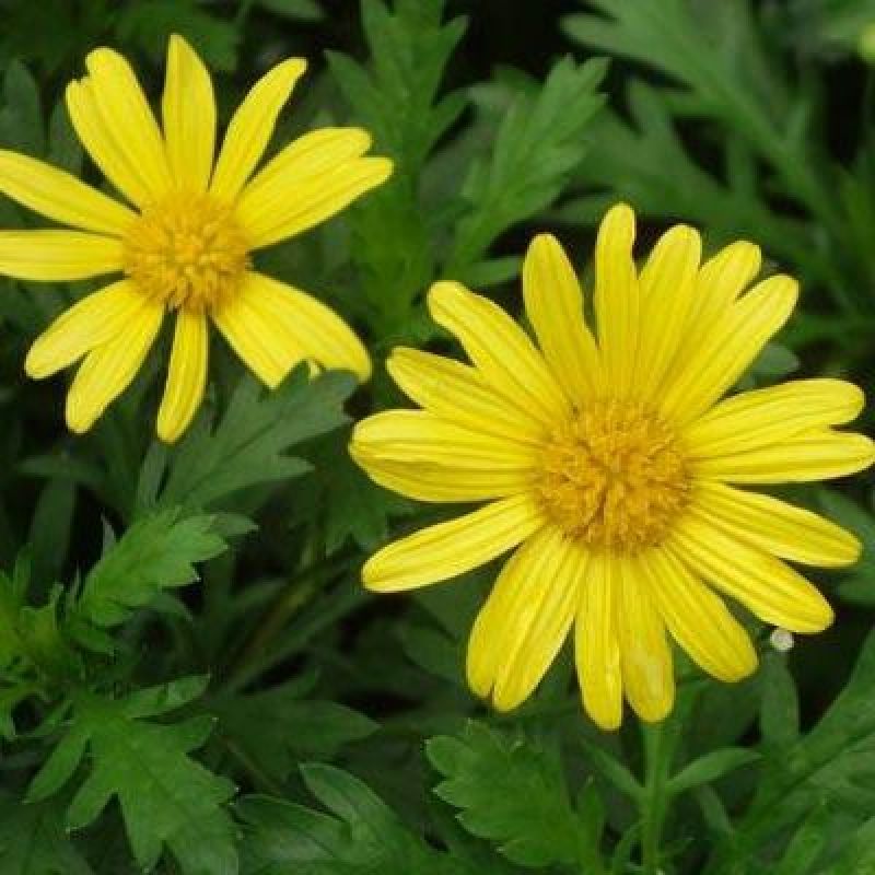 茼蒿菊种子木茼蒿多年生宿根花草种子木春菊种子景观花海易种