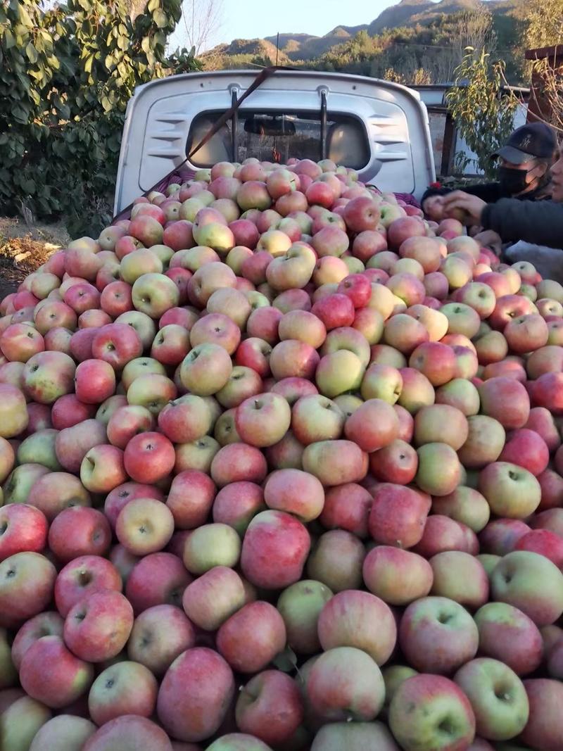 青龙满族自治县精品小国光苹果现在大量现货出售中