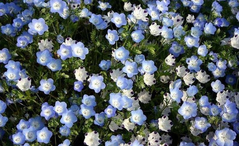 喜林草种子美国五点粉蝶花观赏耐寒花卉庭院阳台室内盆栽