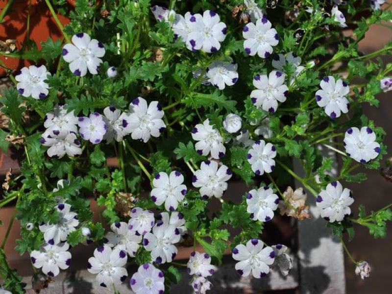 喜林草种子美国五点粉蝶花观赏耐寒花卉庭院阳台室内盆栽