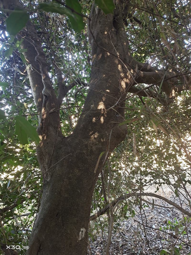 占地发苗枸骨树
