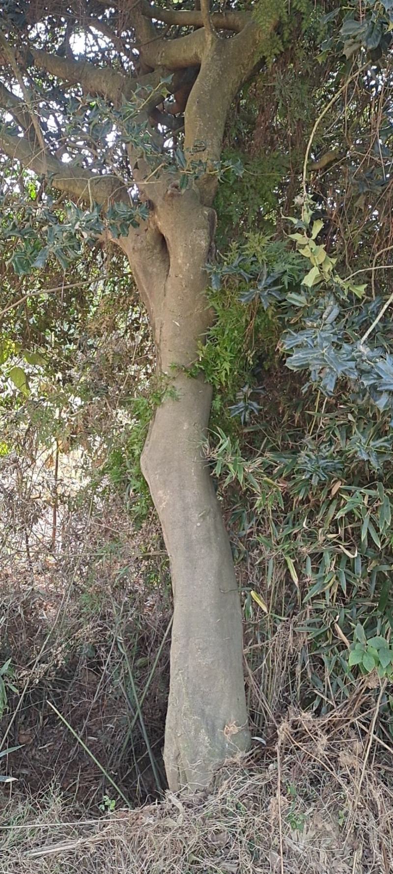 占地发苗枸骨树
