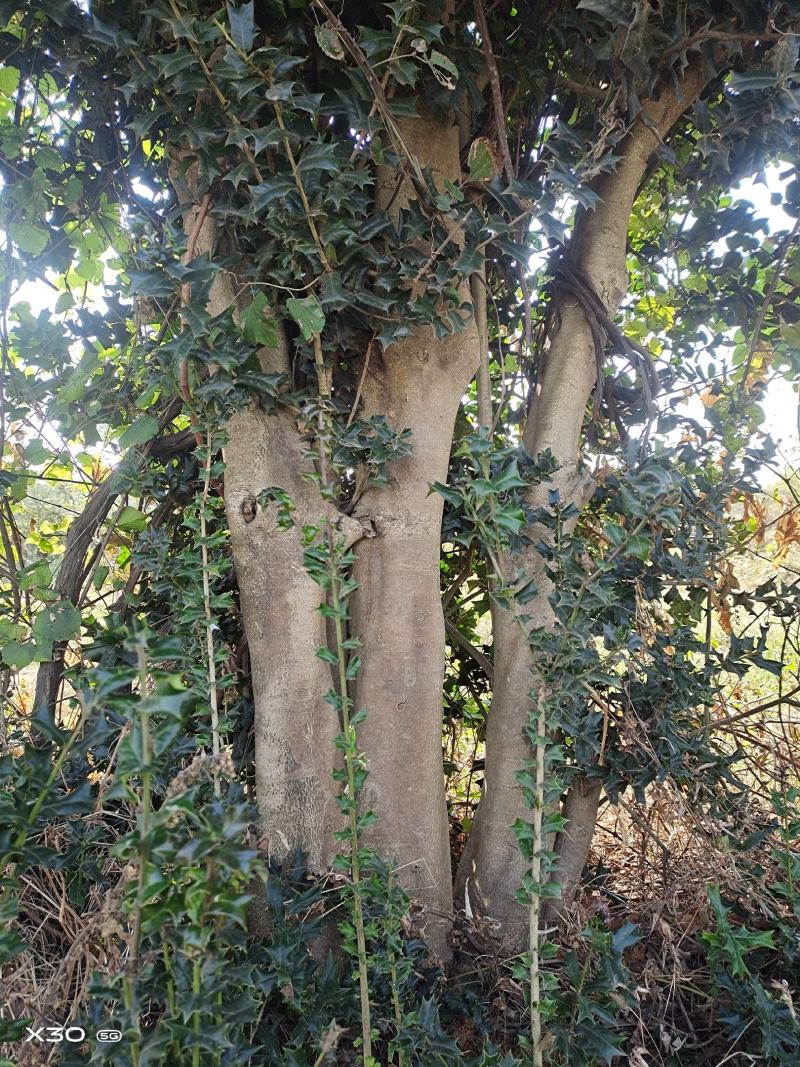占地发苗枸骨树