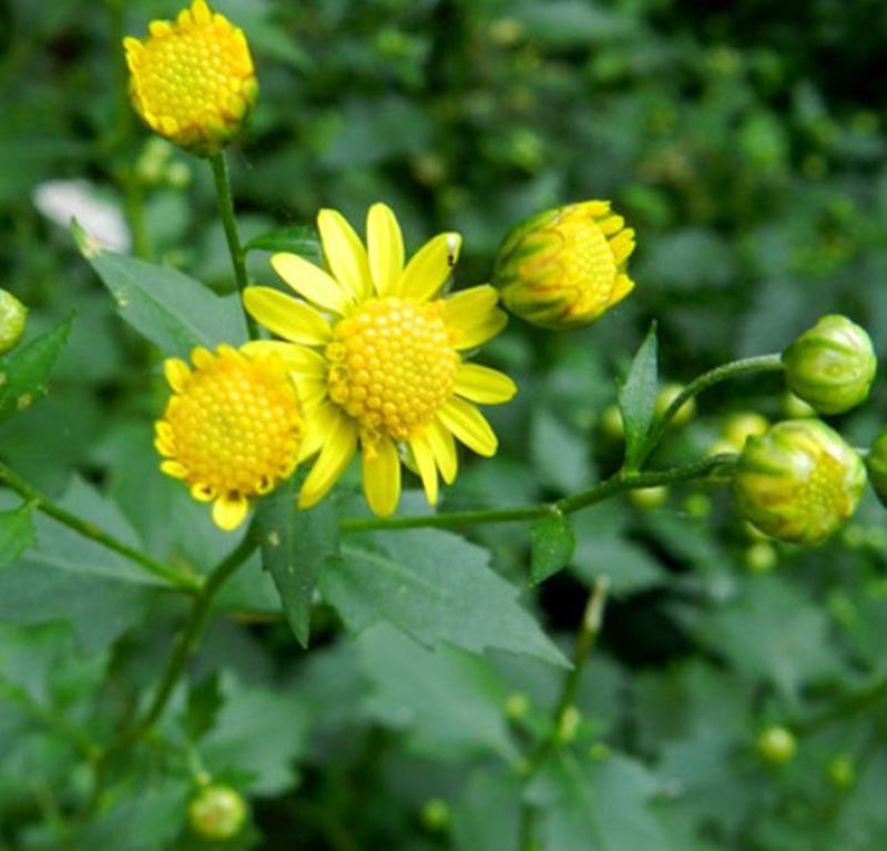 菊花脑种子南京菊花叶种子苗秧菜多年生多次采摘野菜四季蔬菜