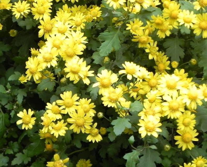 菊花脑种子南京菊花叶种子苗秧菜多年生多次采摘野菜四季蔬菜