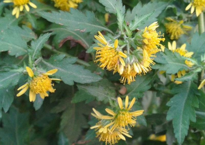 菊花脑种子南京菊花叶种子苗秧菜多年生多次采摘野菜四季蔬菜