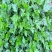 菊花脑种子南京菊花叶种子苗秧菜多年生多次采摘野菜四季蔬菜