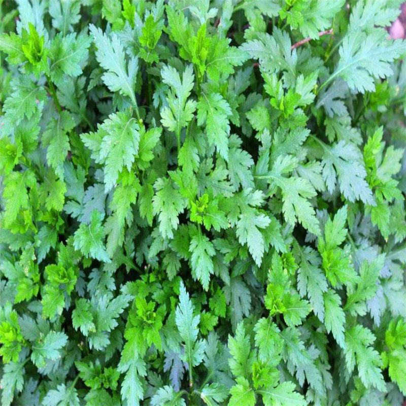 菊花脑种子南京菊花叶种子苗秧菜多年生多次采摘野菜四季蔬菜