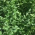 菊花脑种子南京菊花叶种子苗秧菜多年生多次采摘野菜四季蔬菜