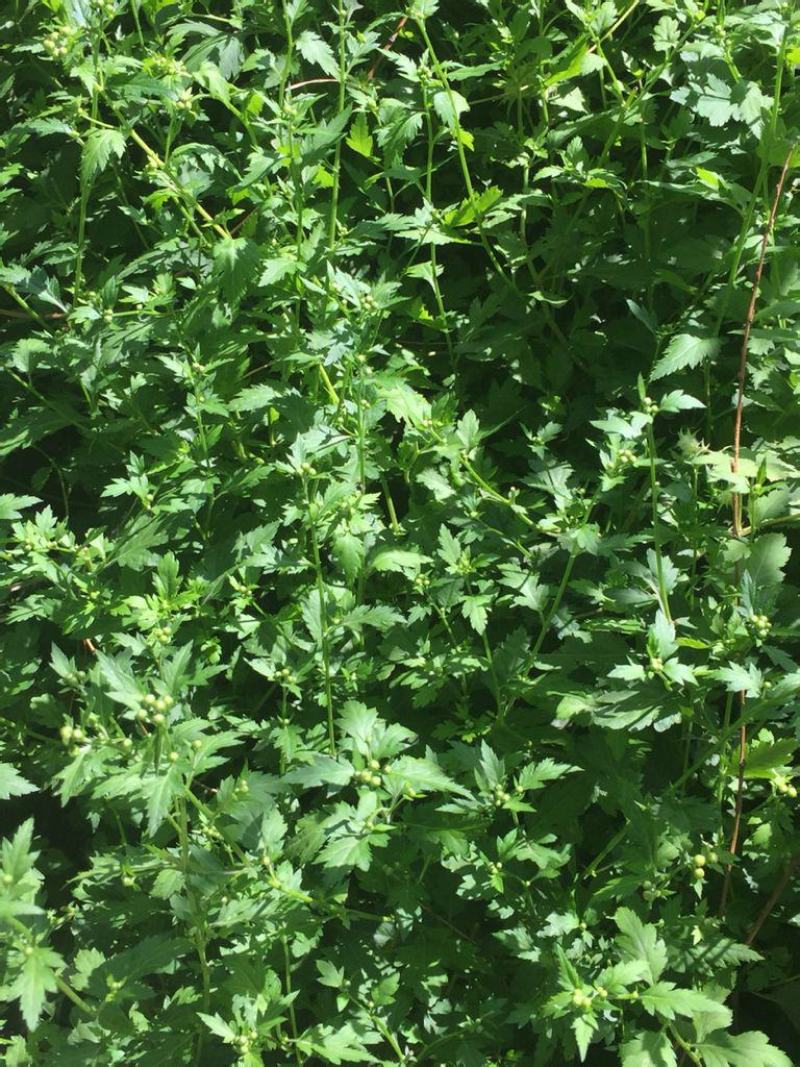 菊花脑种子南京菊花叶种子苗秧菜多年生多次采摘野菜四季蔬菜