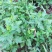 菊花脑种子南京菊花叶种子苗秧菜多年生多次采摘野菜四季蔬菜
