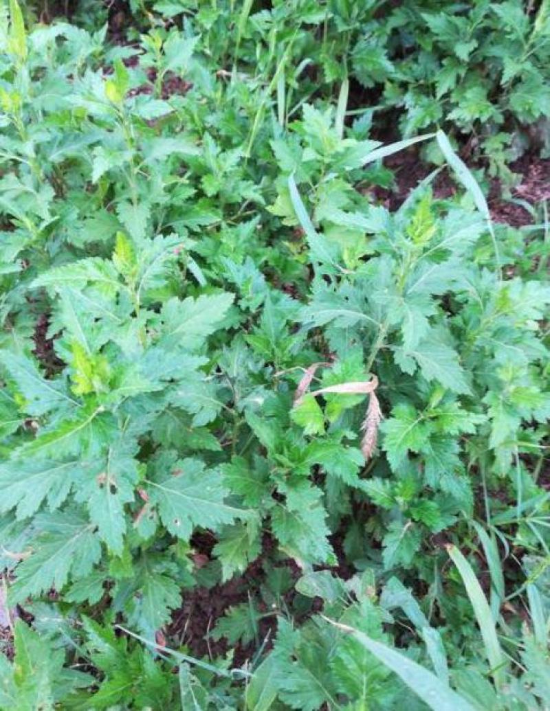 菊花脑种子南京菊花叶种子苗秧菜多年生多次采摘野菜四季蔬菜
