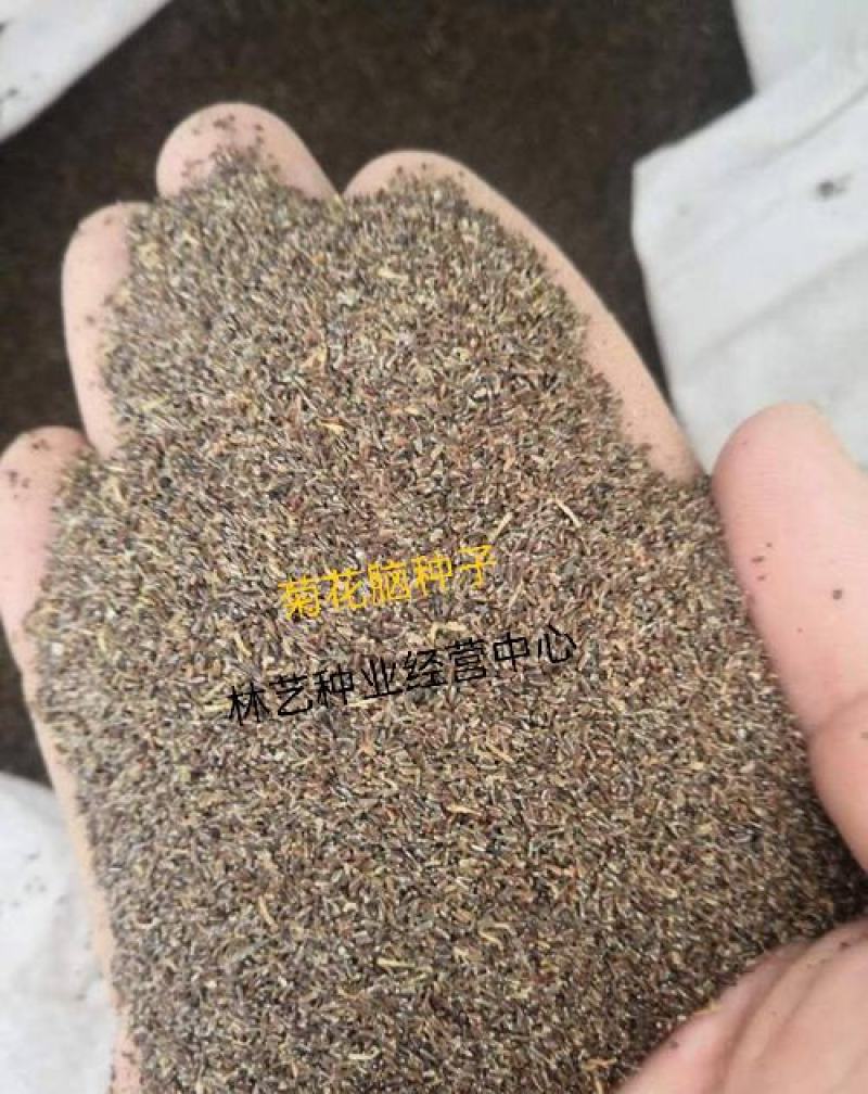 菊花脑种子南京菊花叶种子苗秧菜多年生多次采摘野菜四季蔬菜