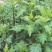 菊花脑种子南京菊花叶种子苗秧菜多年生多次采摘野菜四季蔬菜