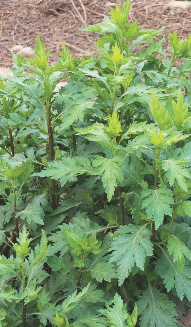 菊花脑种子南京菊花叶种子苗秧菜多年生多次采摘野菜四季蔬菜