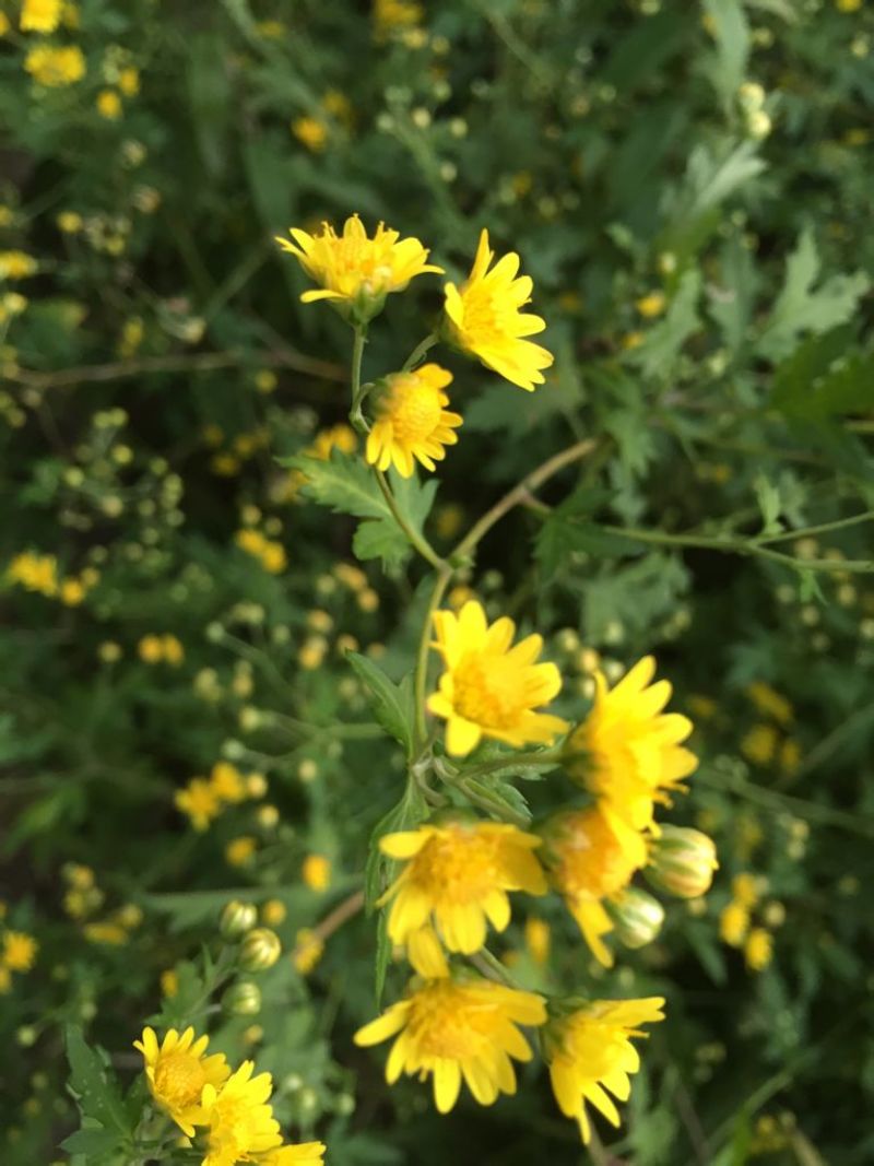 菊花脑种子南京菊花叶种子苗秧菜多年生多次采摘野菜四季蔬菜