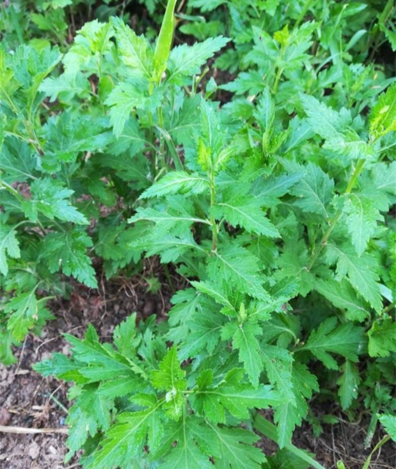 菊花脑种子南京菊花叶种子苗秧菜多年生多次采摘野菜四季蔬菜