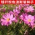 矮杆混色波斯菊种子格桑花野花组合绿化花海草花籽四季