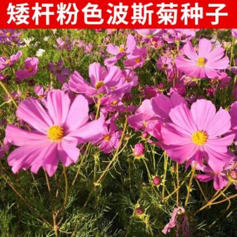 矮杆混色波斯菊种子格桑花野花组合绿化花海草花籽四季