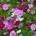 矮杆混色波斯菊种子格桑花野花组合绿化花海草花籽四季