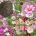 矮杆混色波斯菊种子格桑花野花组合绿化花海草花籽四季