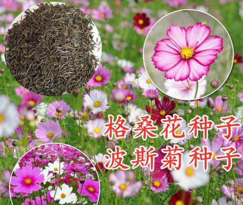 矮杆混色波斯菊种子格桑花野花组合绿化花海草花籽四季