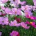 矮杆混色波斯菊种子格桑花野花组合绿化花海草花籽四季