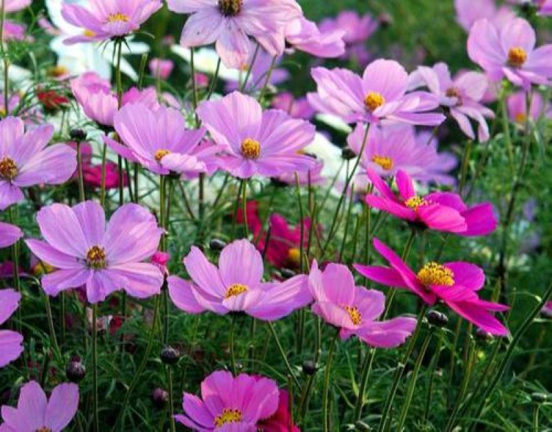 矮杆混色波斯菊种子格桑花野花组合绿化花海草花籽四季