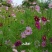 矮杆混色波斯菊种子格桑花野花组合绿化花海草花籽四季