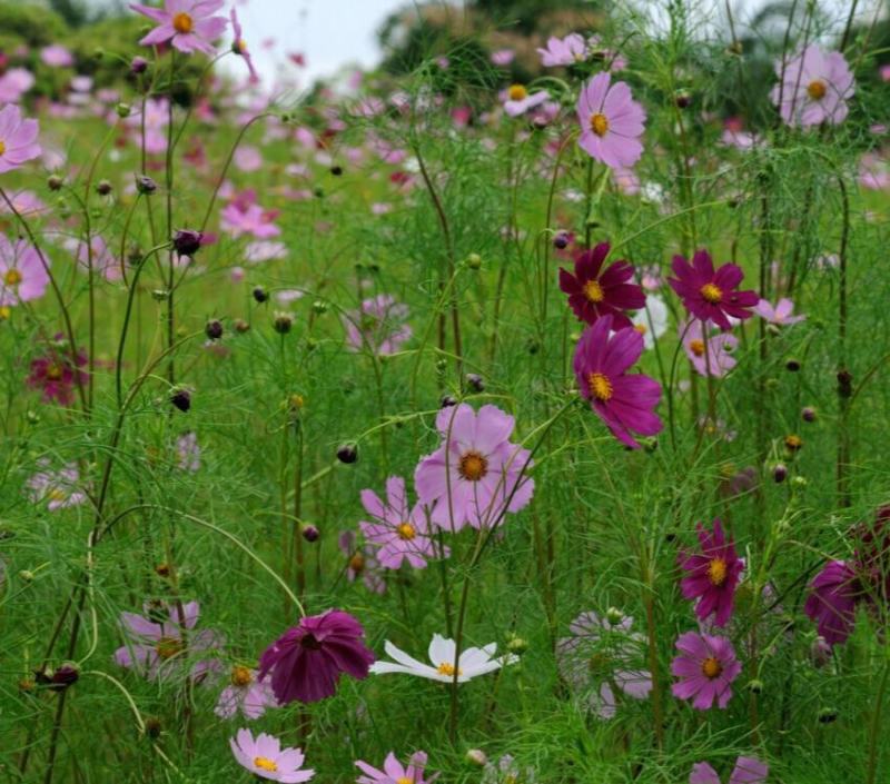 矮杆混色波斯菊种子格桑花野花组合绿化花海草花籽四季