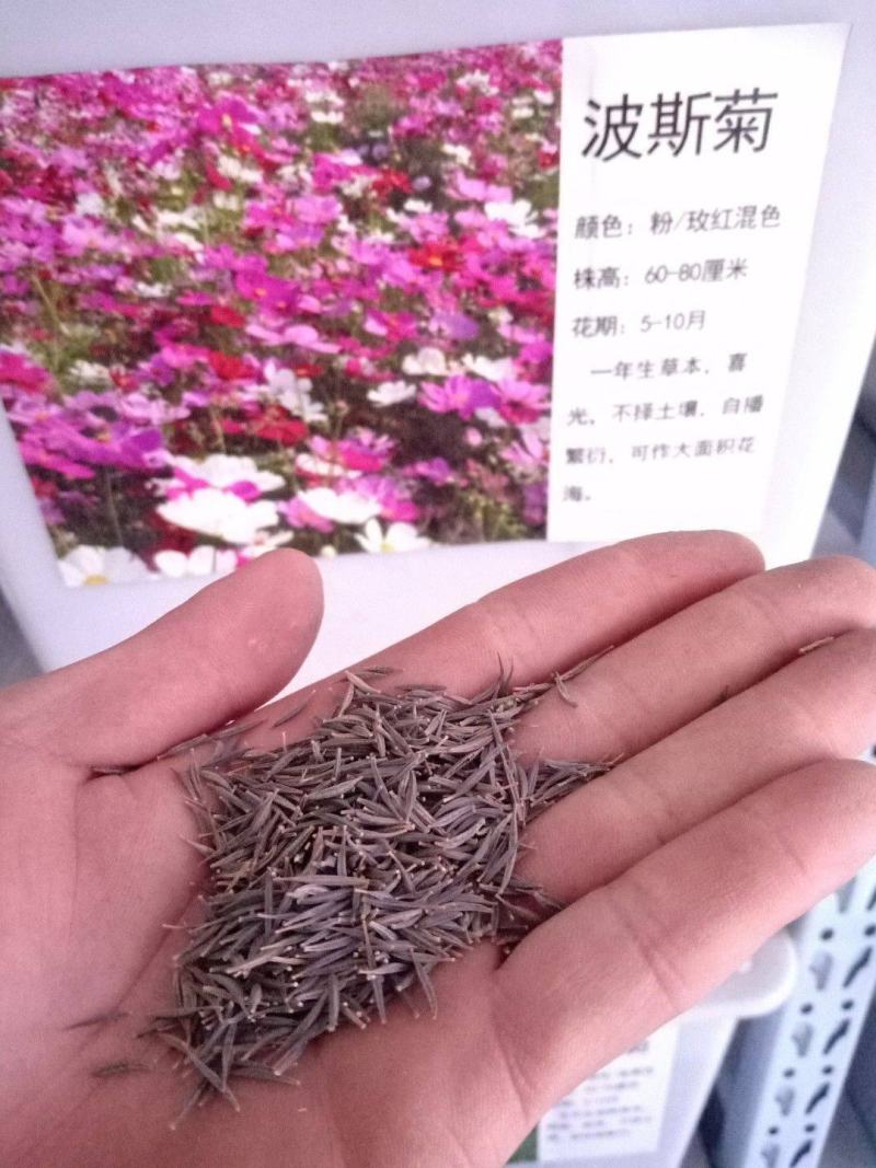 矮杆混色波斯菊种子格桑花野花组合绿化花海草花籽四季