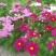 矮杆混色波斯菊种子格桑花野花组合绿化花海草花籽四季