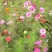 矮杆混色波斯菊种子格桑花野花组合绿化花海草花籽四季