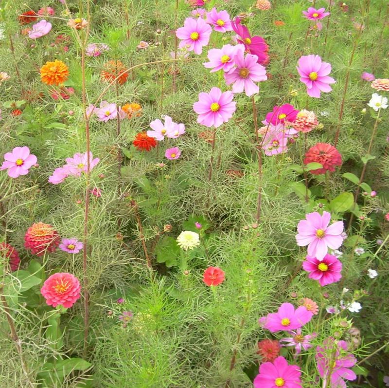 矮杆混色波斯菊种子格桑花野花组合绿化花海草花籽四季