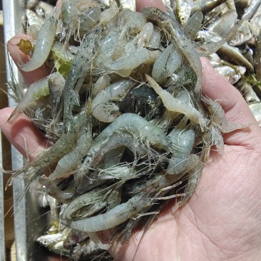 冰鲜青虾二到四公分，常年有货，欢迎老板下单咨询
