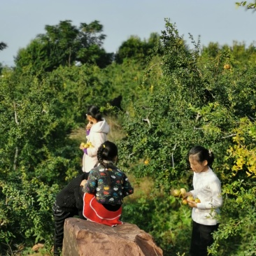 软籽石榴树