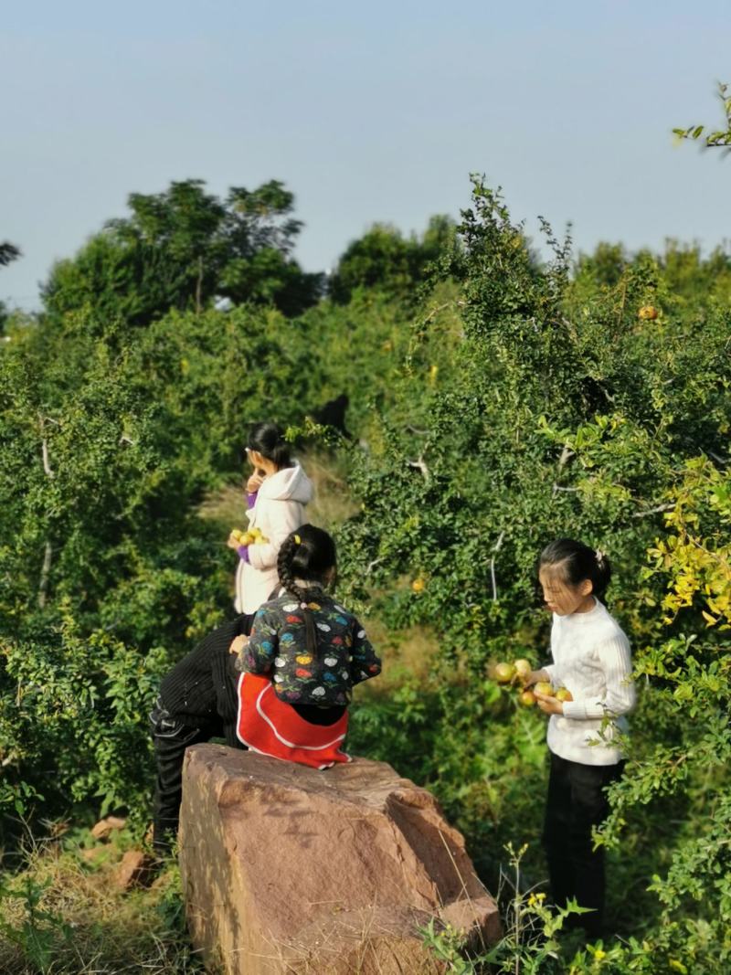 软籽石榴树