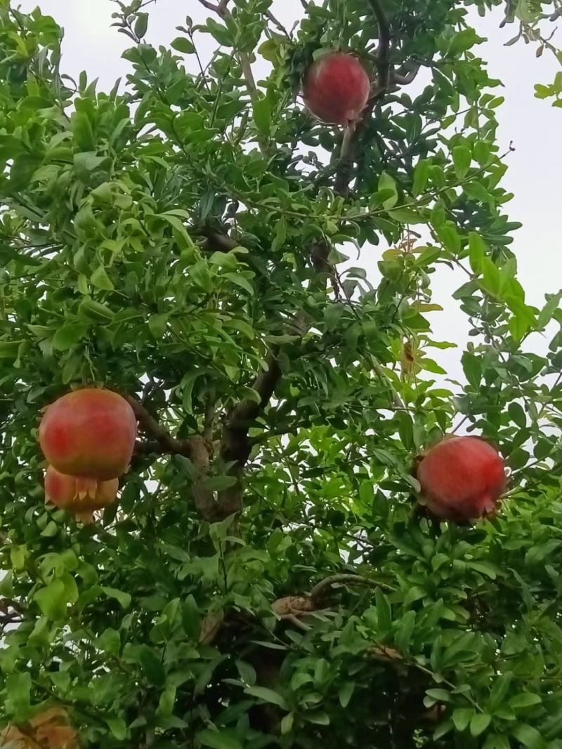 软籽石榴树