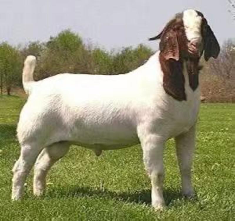 纯种波尔山羊，红头大耳朵，长身腰，大体型，多胎多羔。